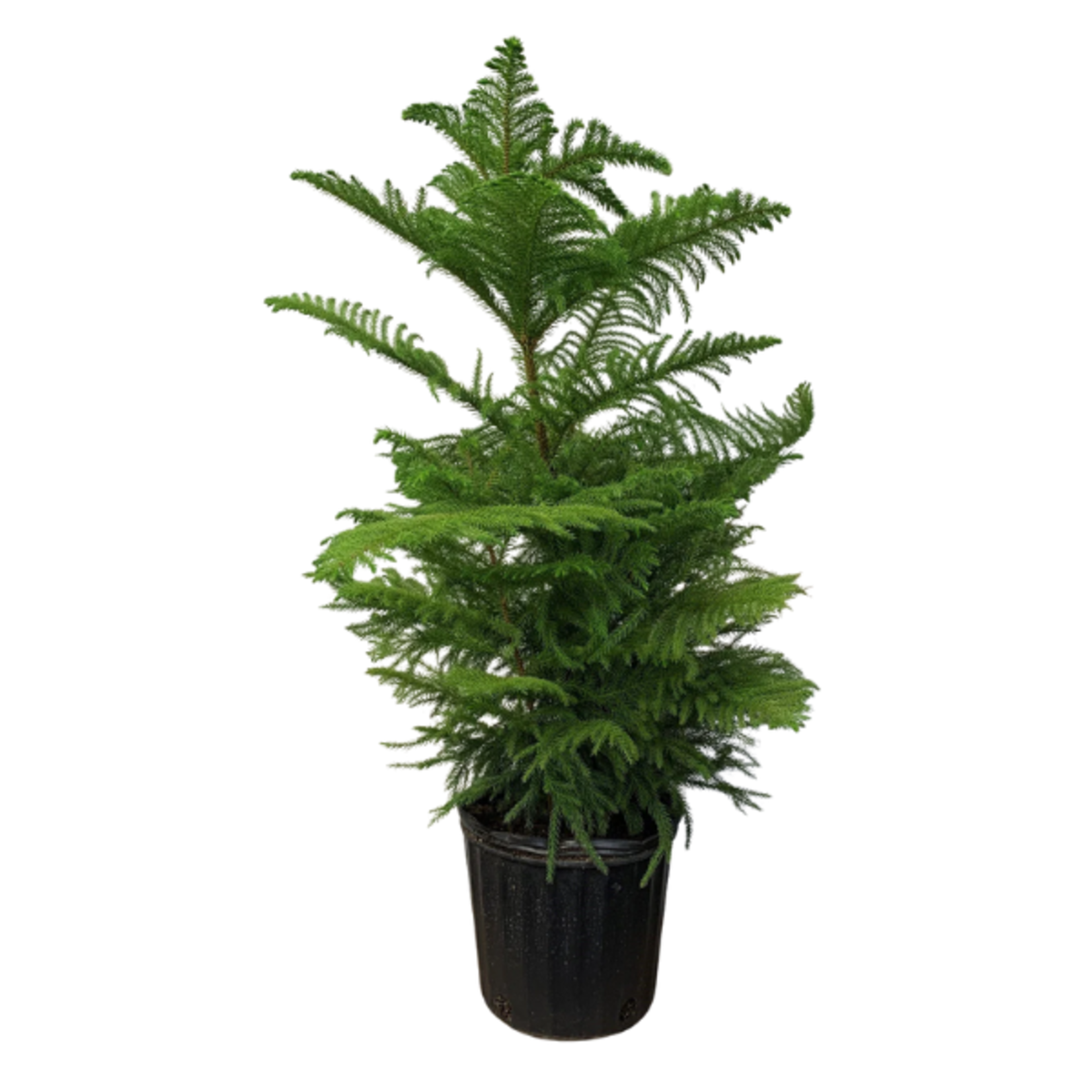 Araucaria heterophylla 'Norfolk Island Pine'