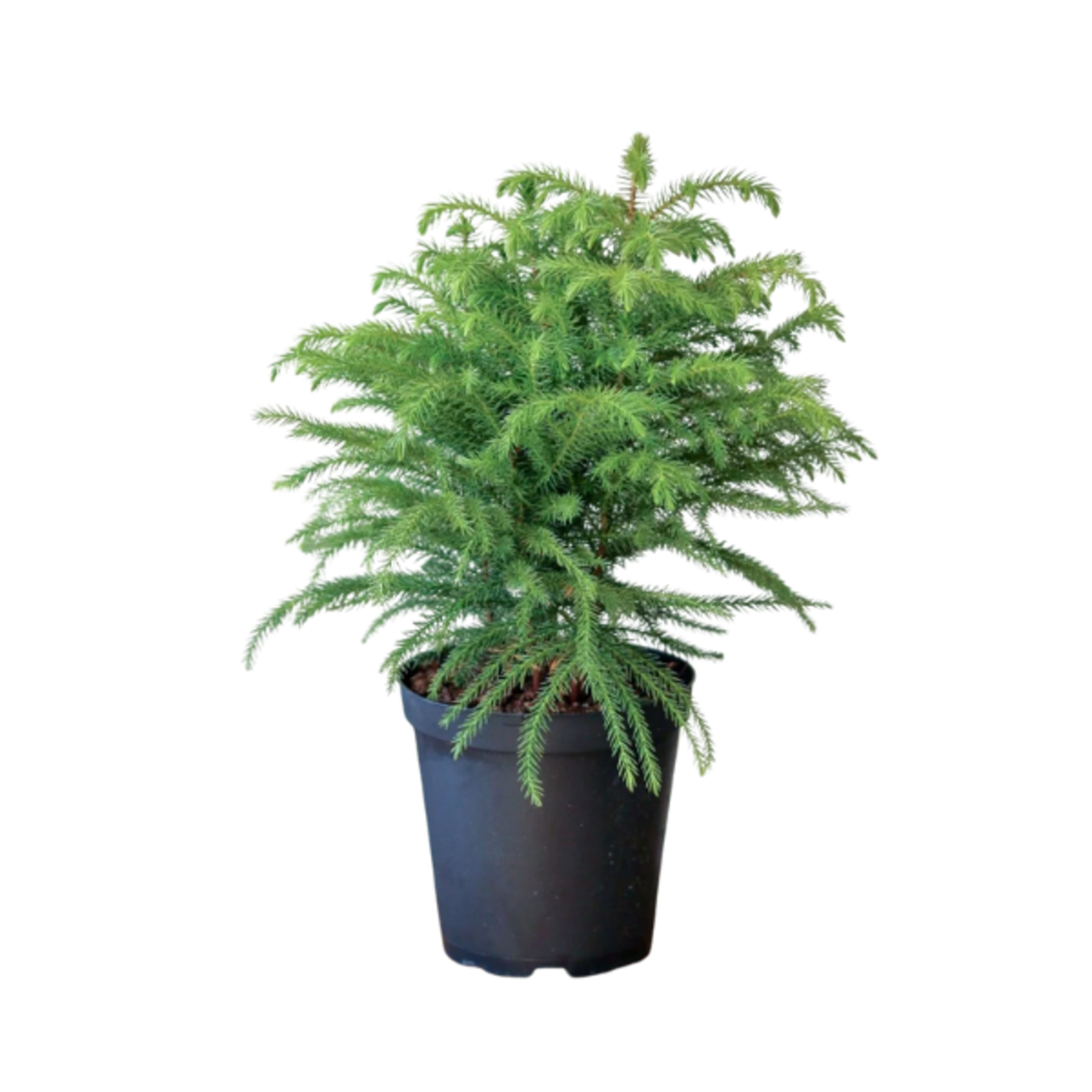 Araucaria heterophylla 'Norfolk Island Pine'