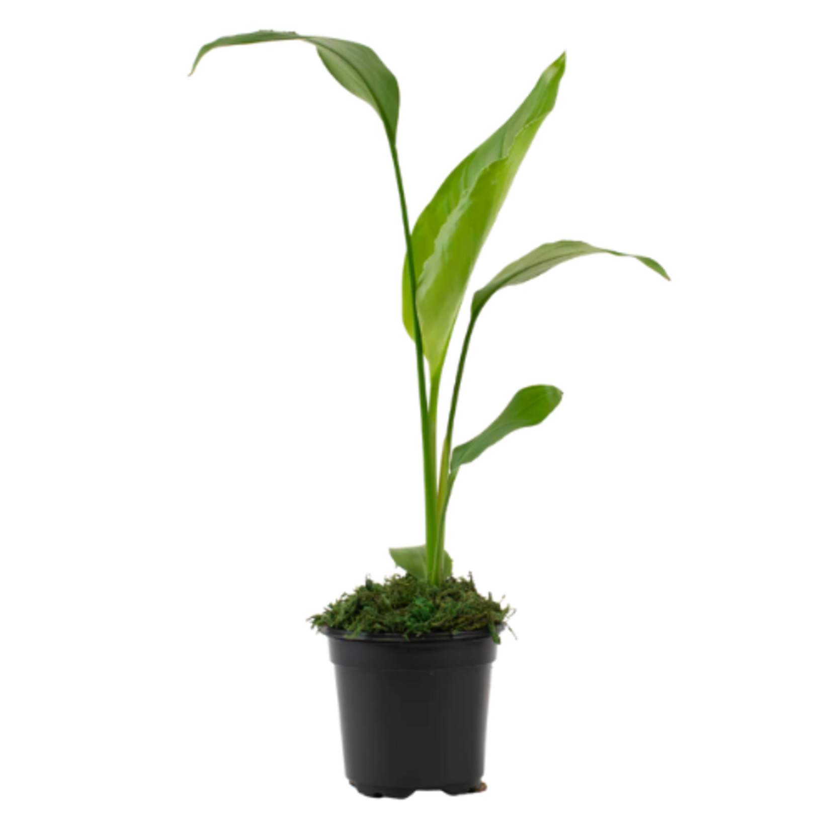 Strelitzia nicolai (Bird of Paradise) White