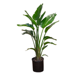 Strelitzia nicolai (Bird of Paradise) White