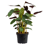 Ctenanthe oppenheimiana Never Never Plant