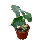 Xanthosoma albo-marginata 'Mickey Mouse'