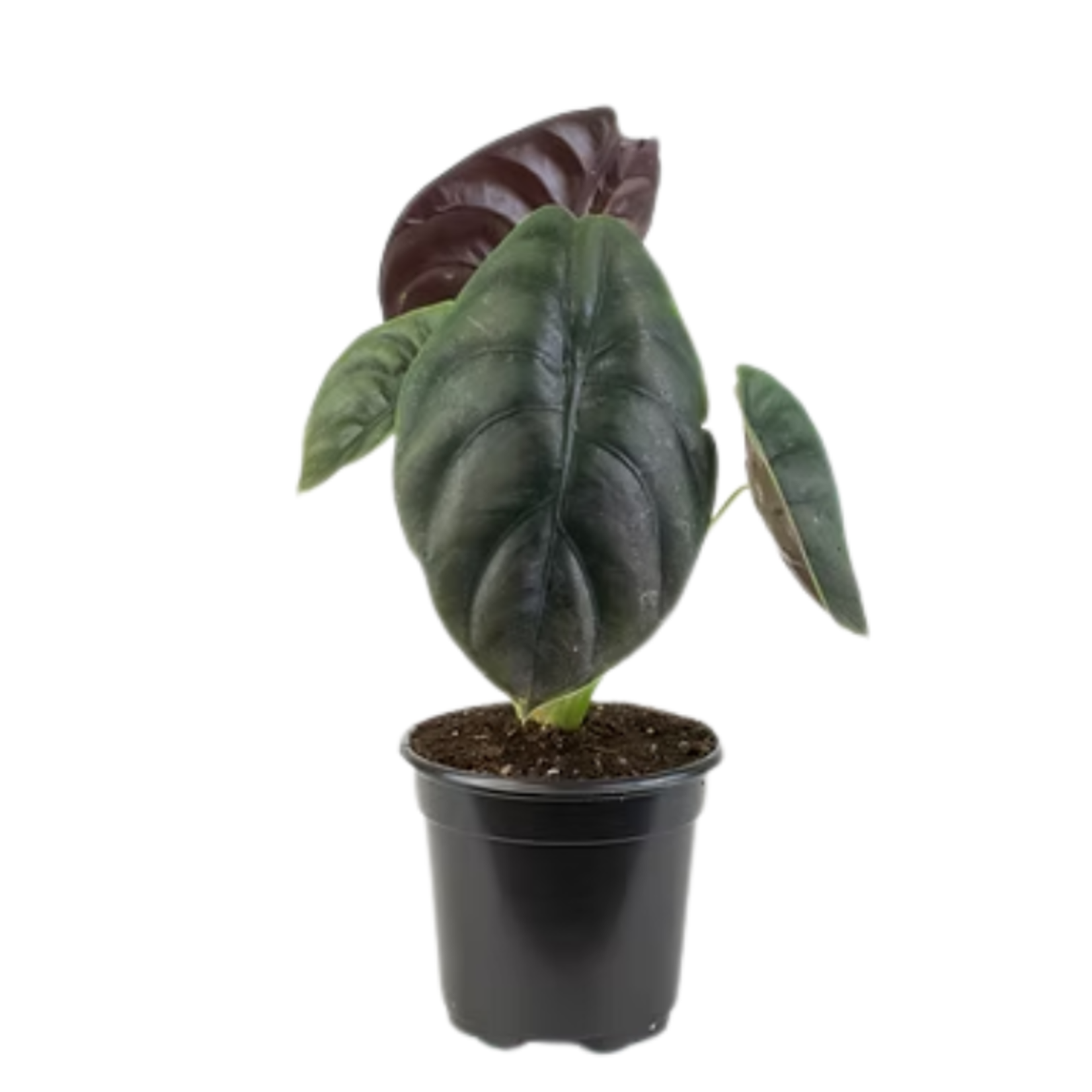 Alocasia cuprea Mirror Plant