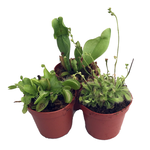 Carnivorous Plant Assortment in 2"Ø Pot - ea