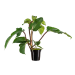 Philodendron squamiferum Red Bristle Philodendron