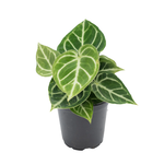 Anthurium crystallinum Crystal Anthurium