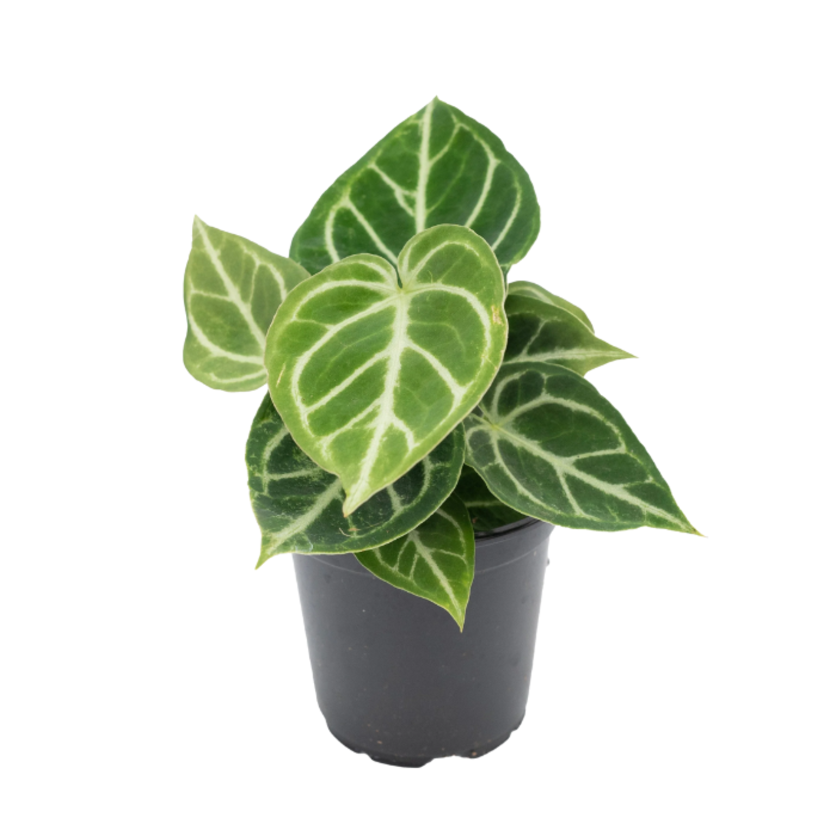 Anthurium crystallinum