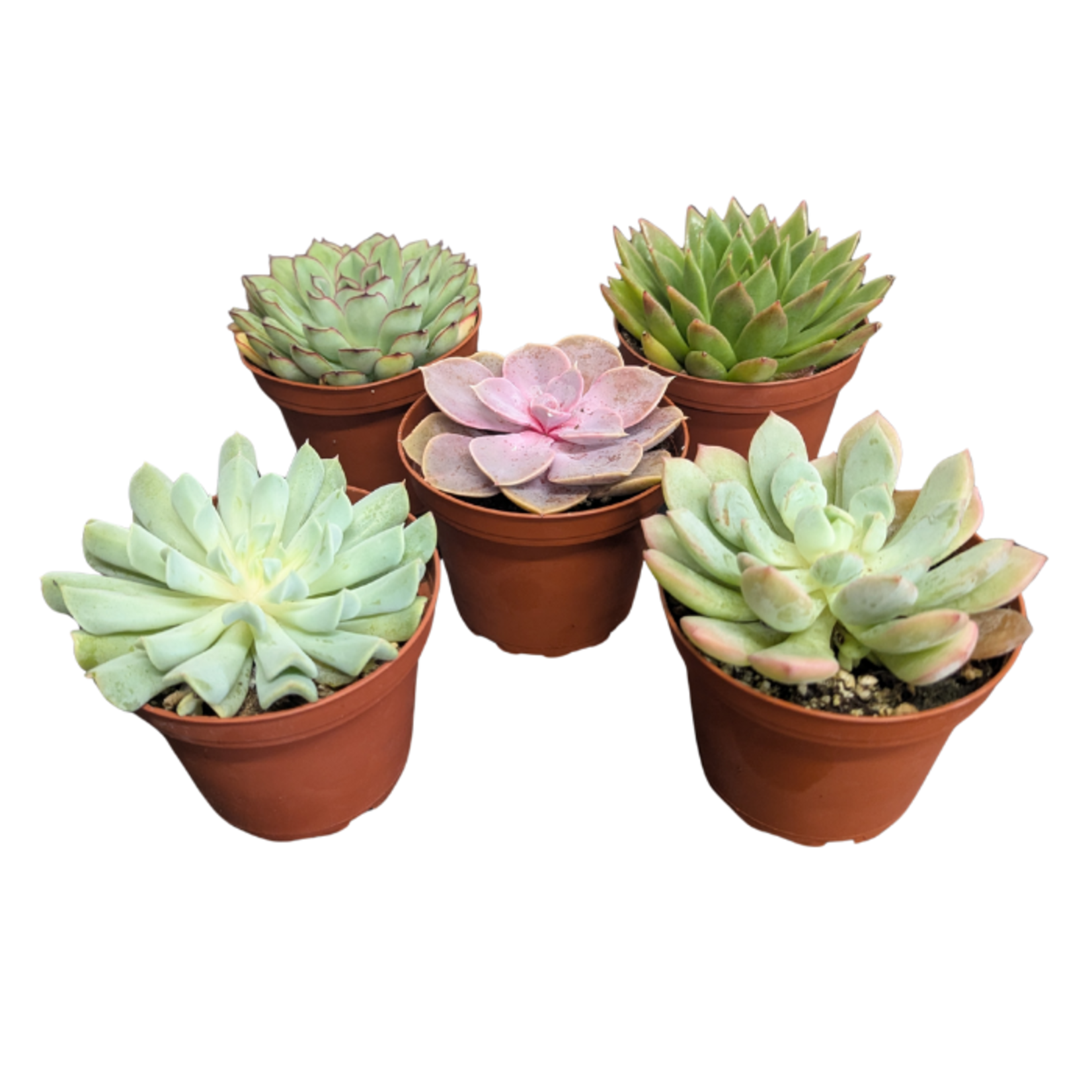 Echeveria Mix in 4"Ø Pot