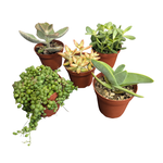Succulents Mix in 4"Ø Pot