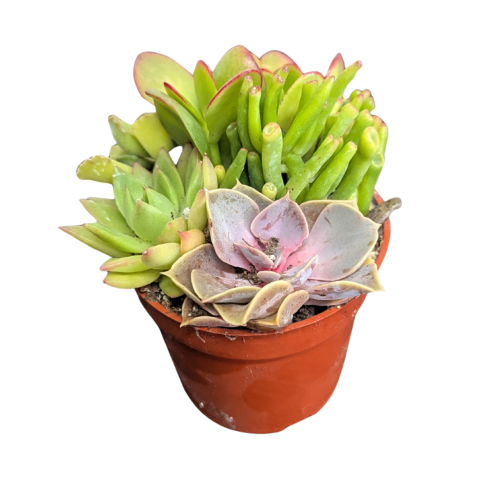 Mixed Succulent Planter in 4"Ø Pot