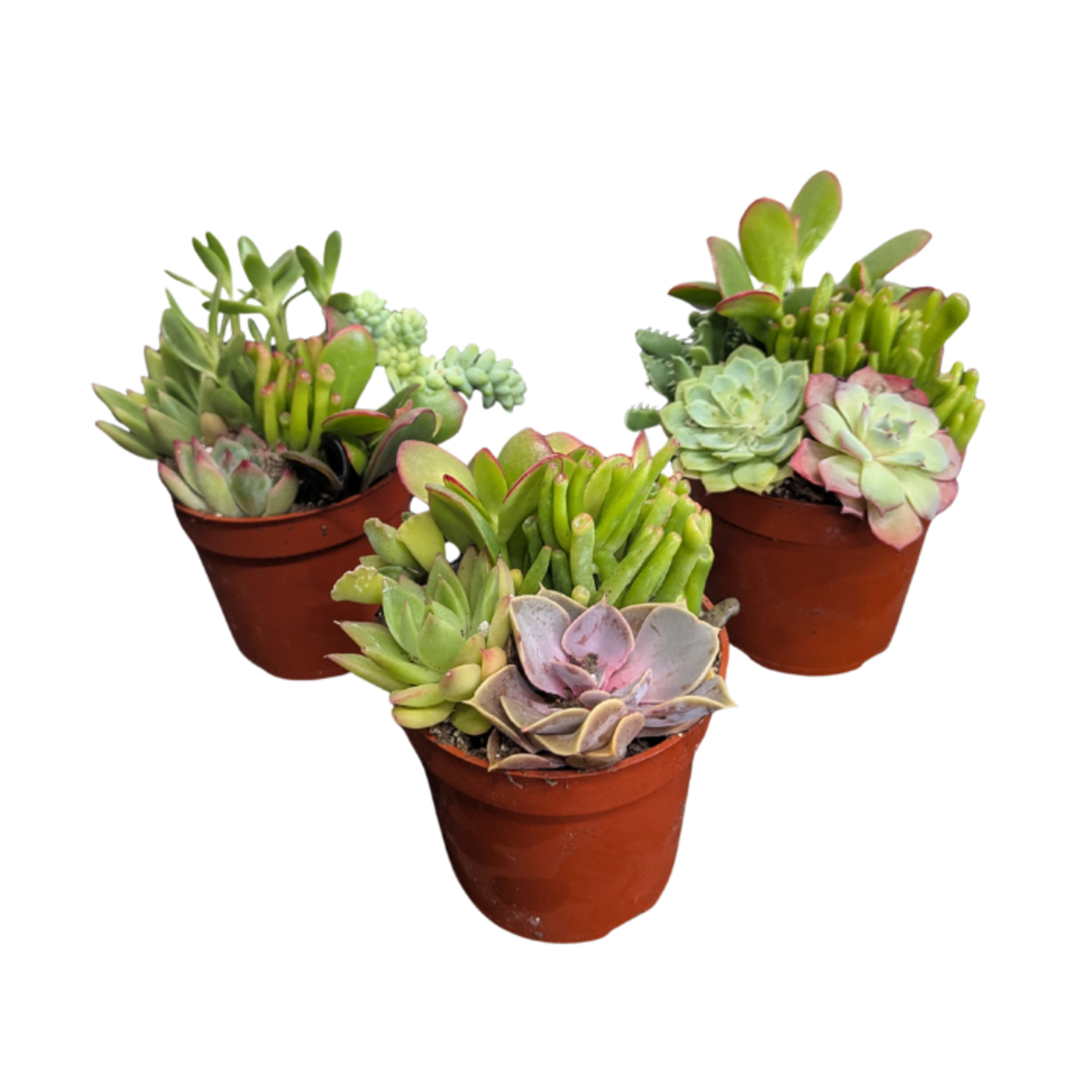 Mixed Succulent Planter in 4"Ø Pot