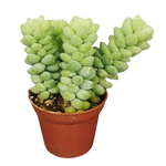 Sedum morganianum 'Donkey Tail'