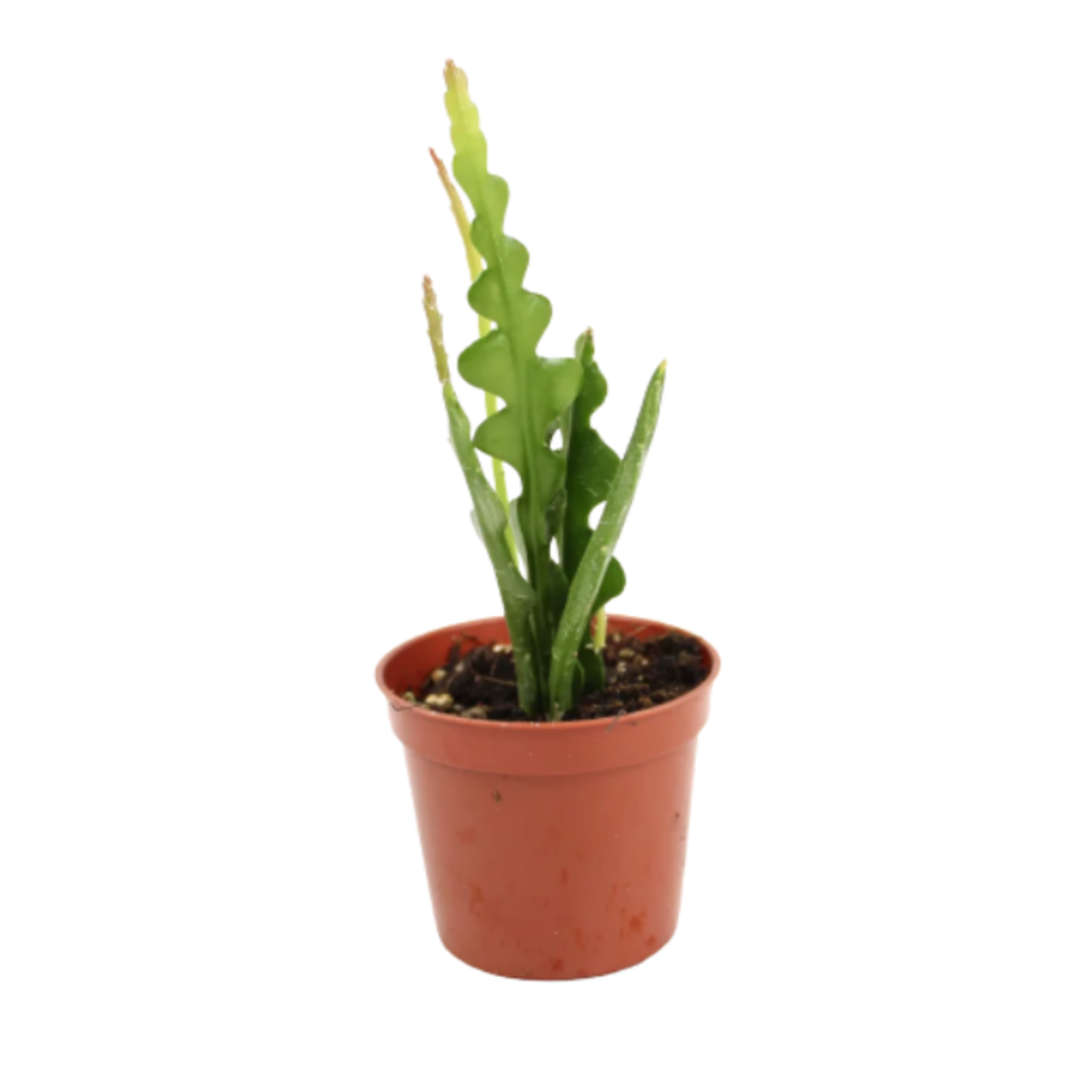 Disocactus anguliger Fishbone Cactus