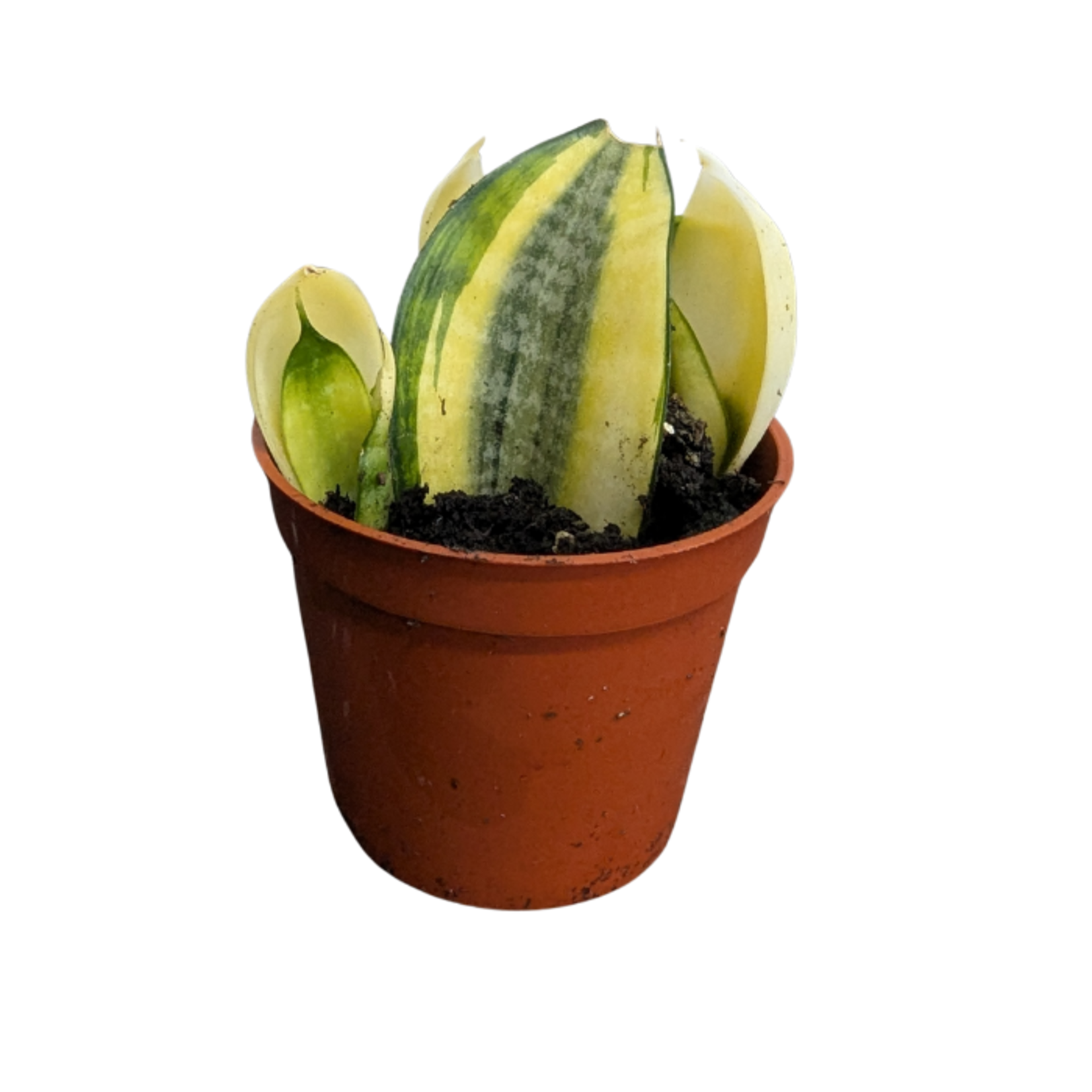 Dracaena masoniana Koi Fin Sansevieria