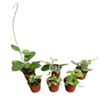 Hoya sp. Assortment in 2.5"Ø Pot