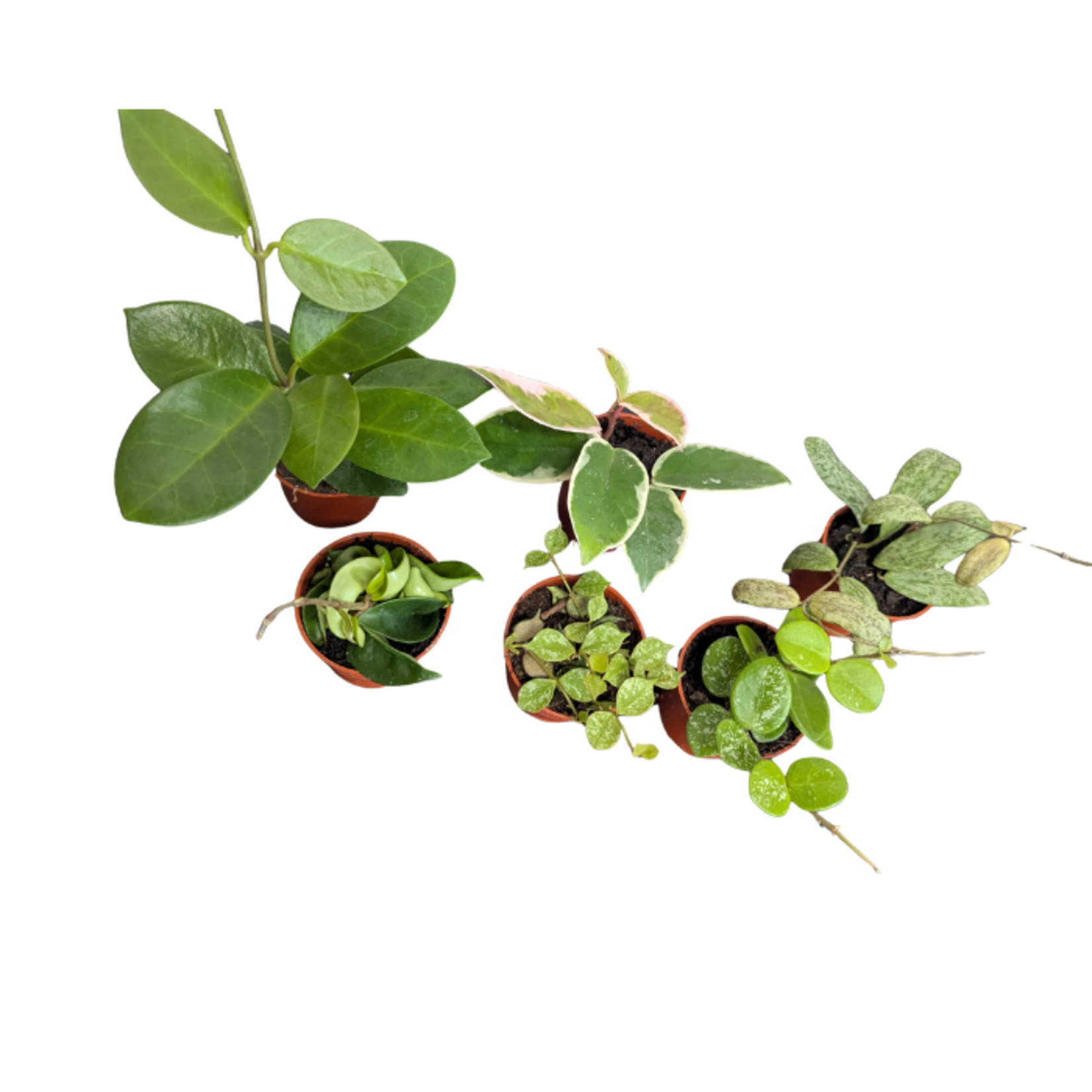 Hoya sp. Assortment 2.5"Ø