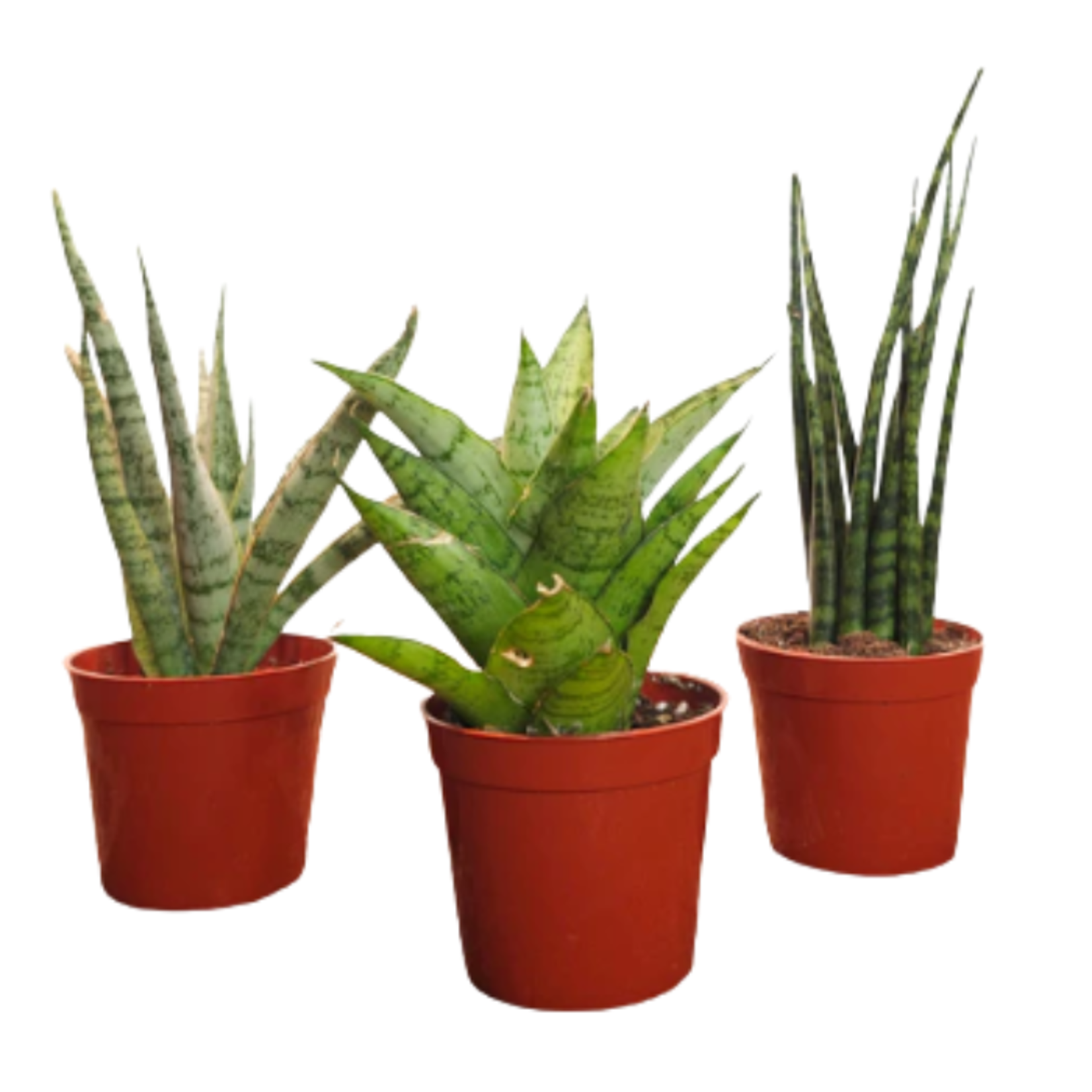 Sanseveria sp. - Premium Assorted