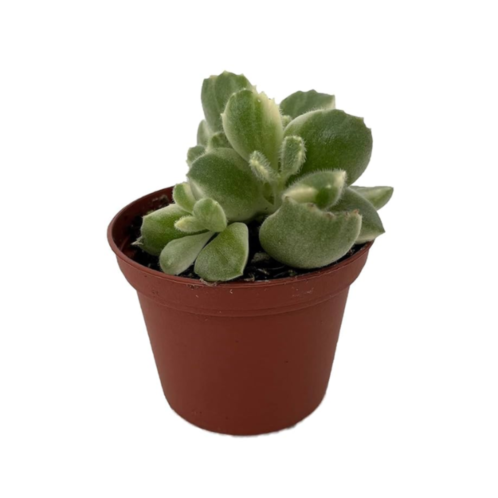 Cotyledon tomentosa variegata Variegated Bear Paw 3"Ø