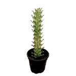 Euphorbia trigona variegata Variegated African Milk Tree