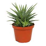 Haworthia fasciata 'Big Band'