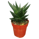 Haworthiopsis limifolia 'Fairy Washboard'