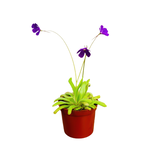 Pinguicula vulgaris 'Butterwort'