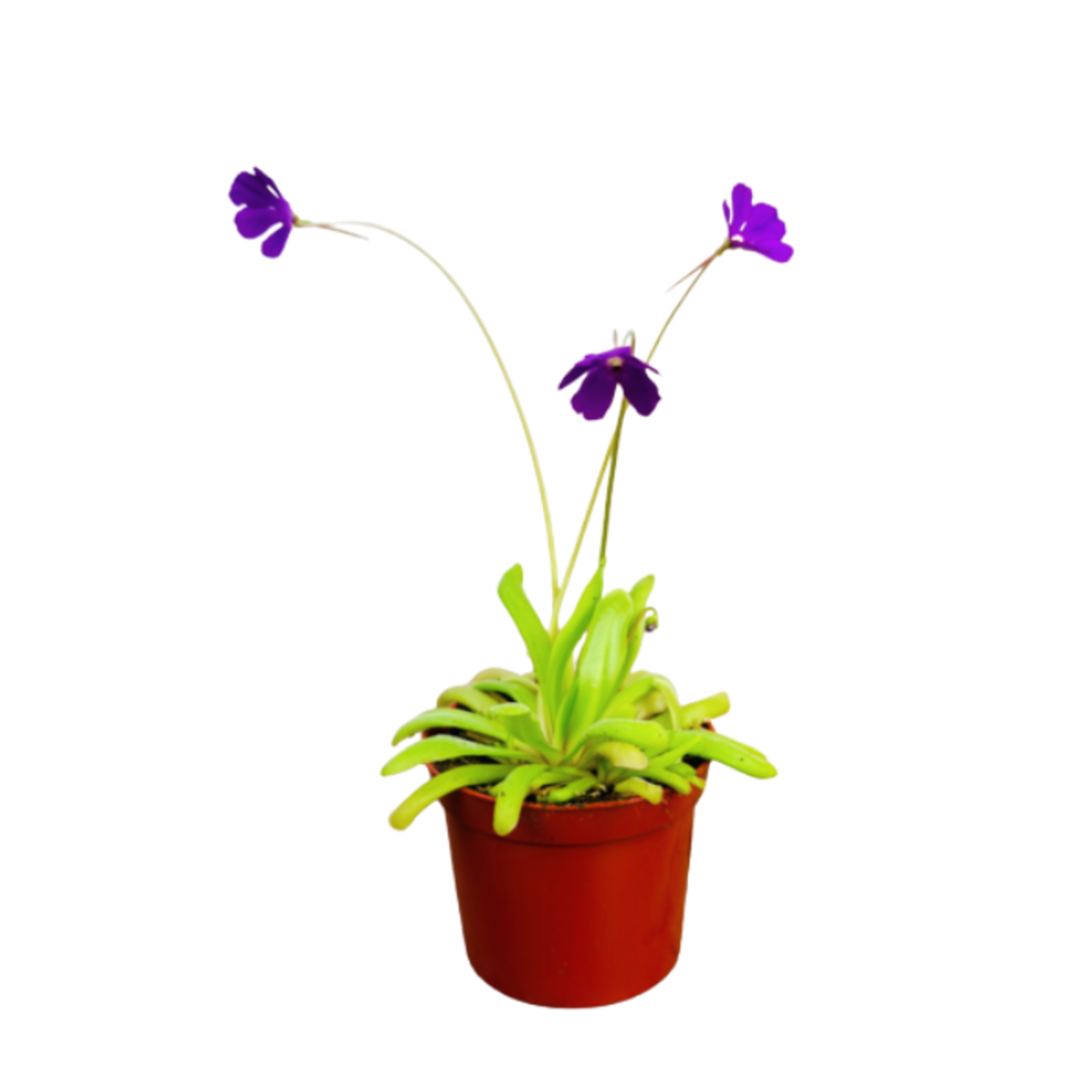 Pinguicula vulgaris 'Butterwort' 3"Ø carnivorous plant