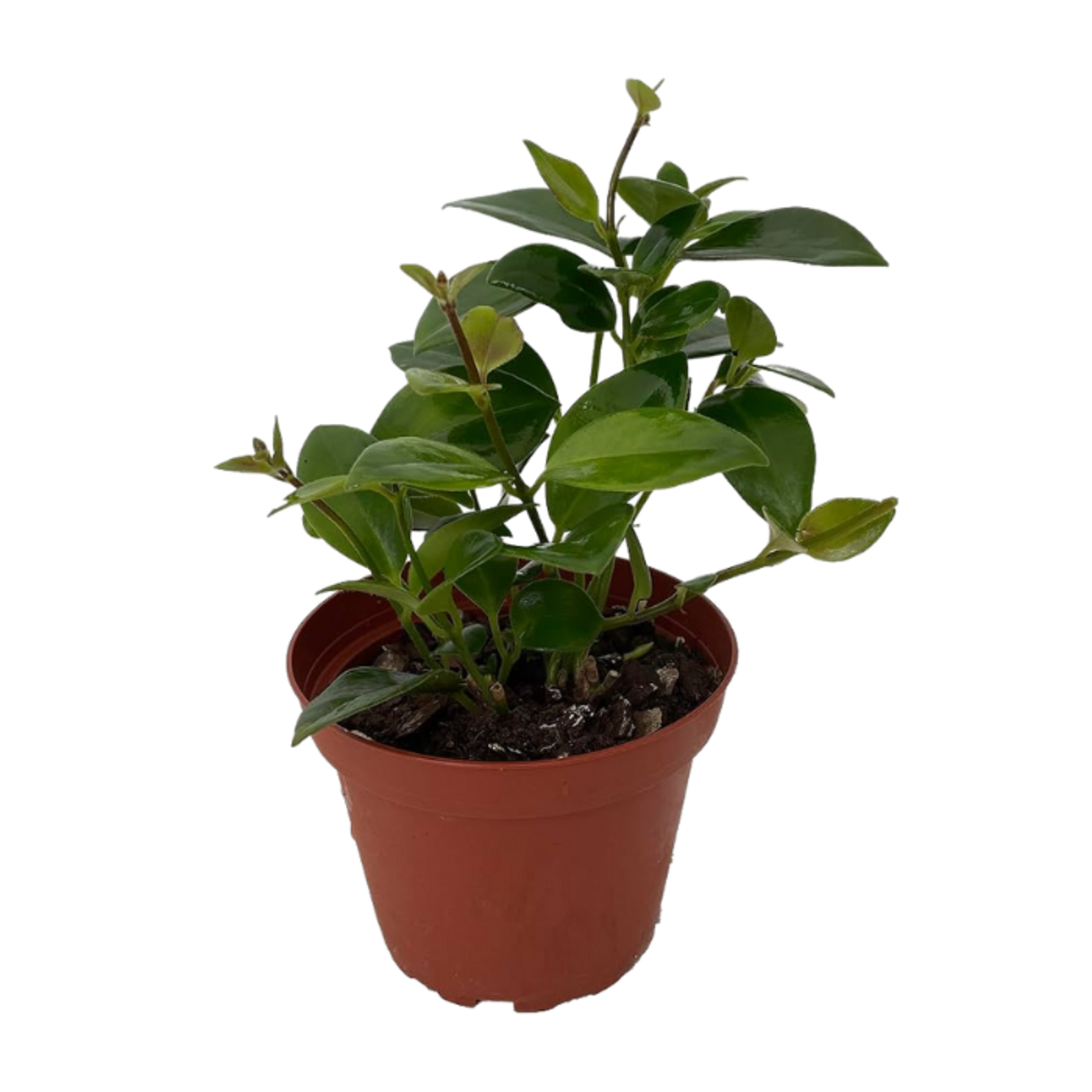 Aeschynanthus 'Mona Lisa' Lipstick Plant 4"Ø