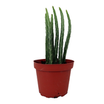 Kleinia stapeliiformis Pickle Plant