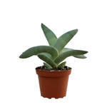 Crassula falcata Propeller Plant