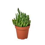 Crassula ovata 'Gollum' Shreks Ear Jade