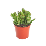 Crassula ovata "California Red Tip' Jade