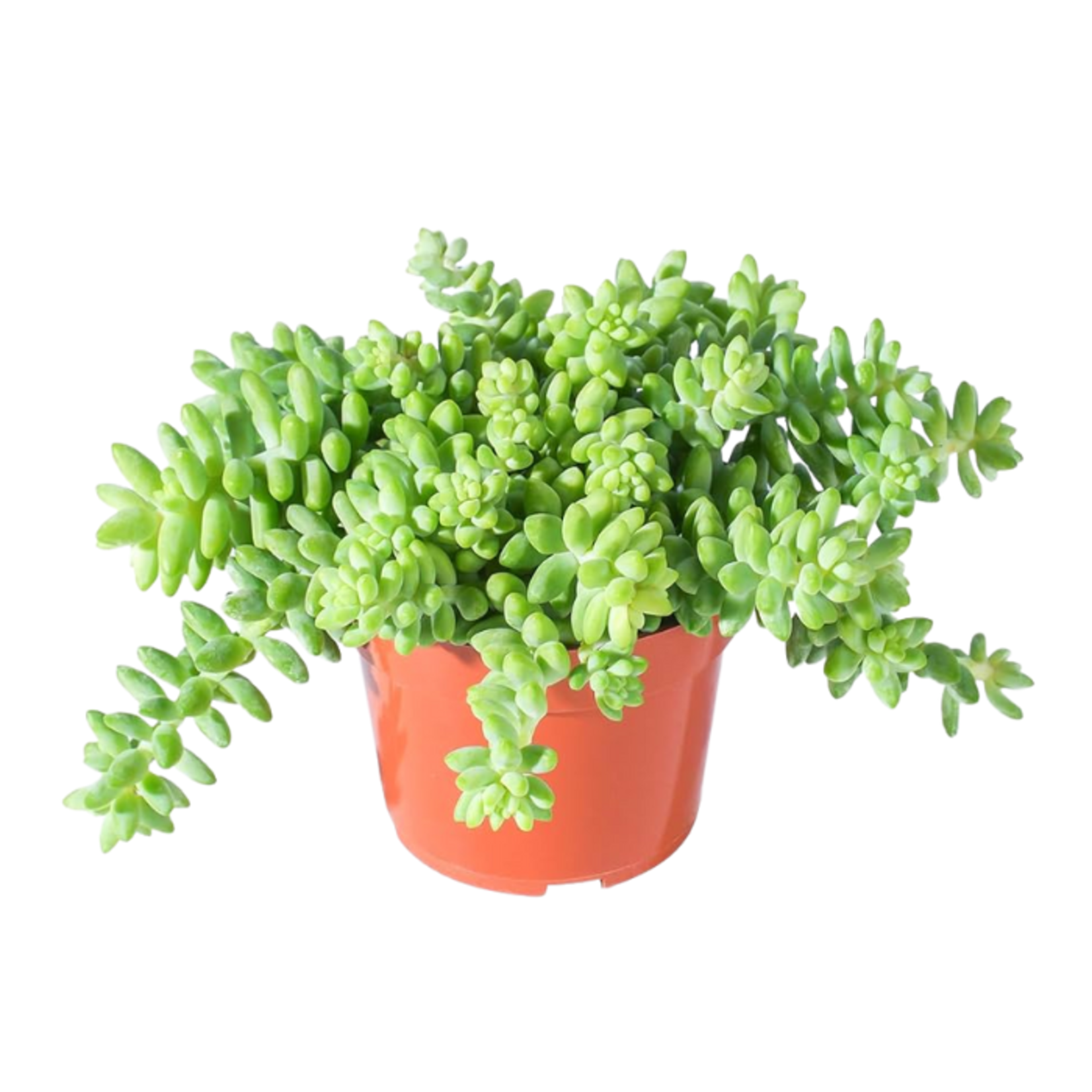Sedum morganianum 'Donkey Tail'
