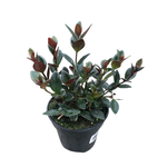 Nematanthus 'Heidy' Shady Lady Heidy Goldfish Plant