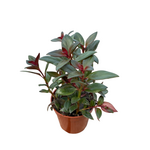 Nematanthus 'Mae' Shady Lady Mae Goldfish Plant