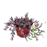 Othonna capensis 'Ruby Necklace'