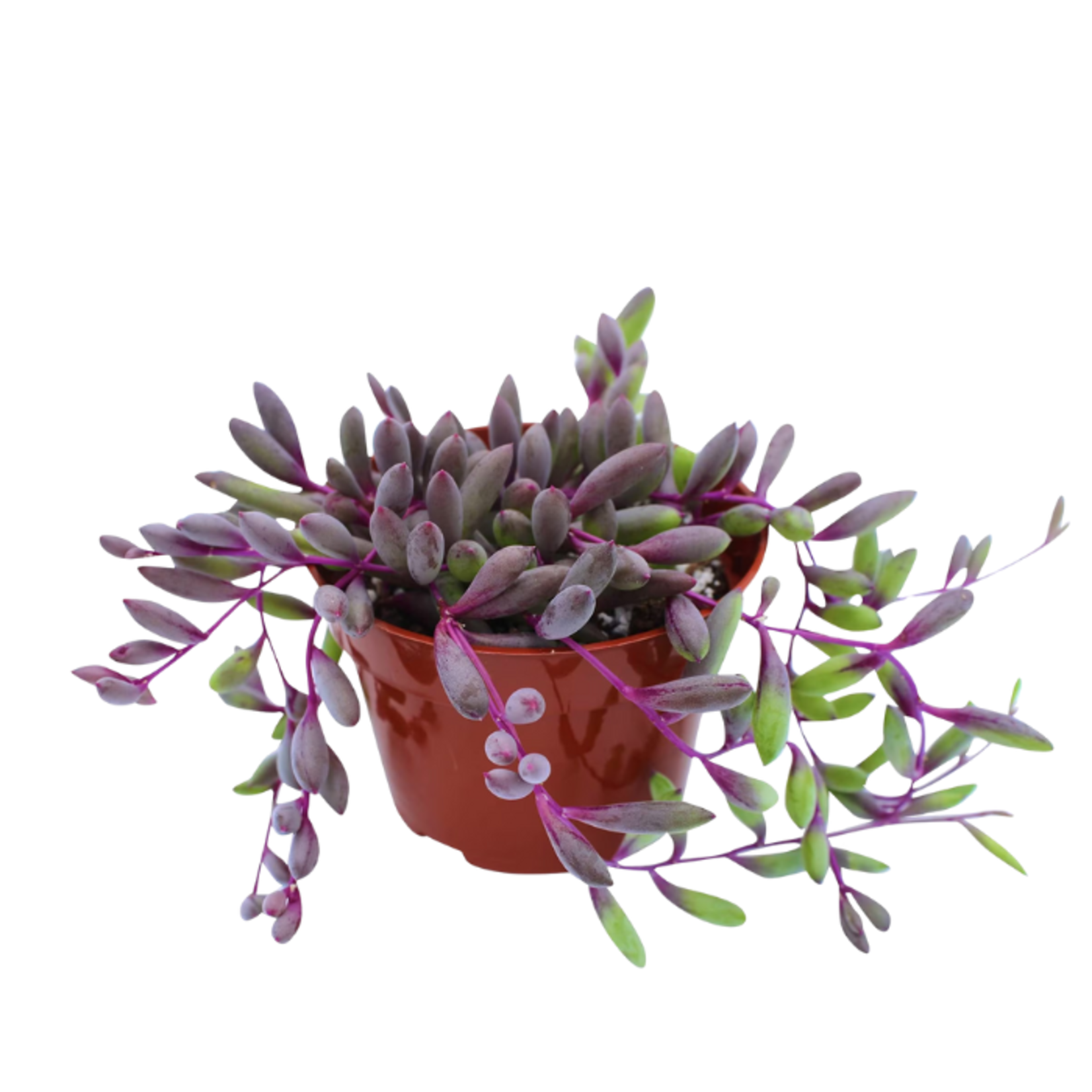 Othonna capensis 'Ruby Necklace' 4"Ø trailing succulent