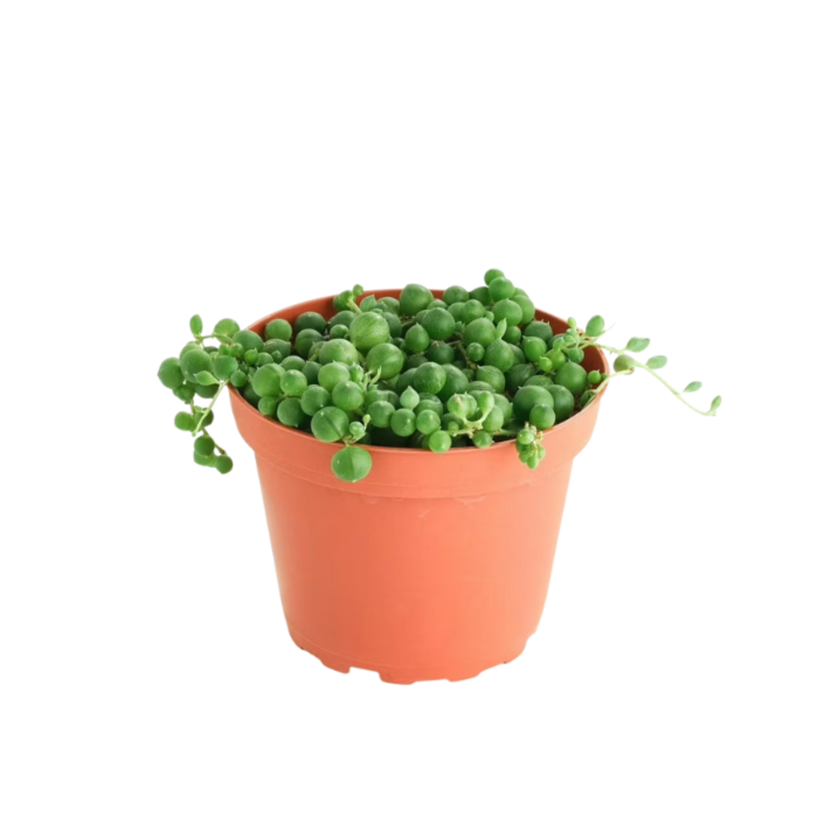 Senecio rowleyanus 'String of Pearls'