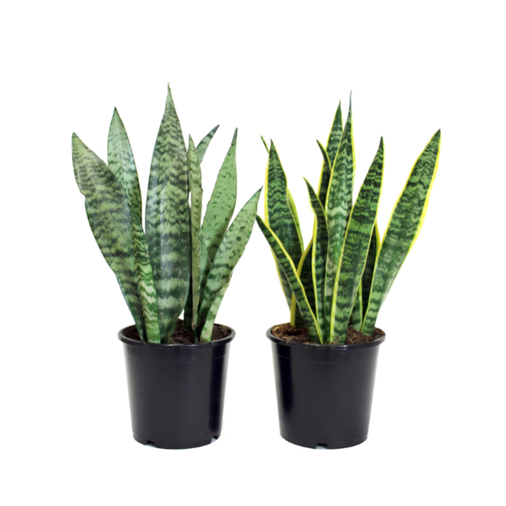 Sanseveria sp. - Premium Assorted
