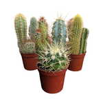 Cactus Combo in 2.5"Ø Pot