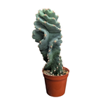 Cereus forbesii 'Spiralis' Spiral Cactus