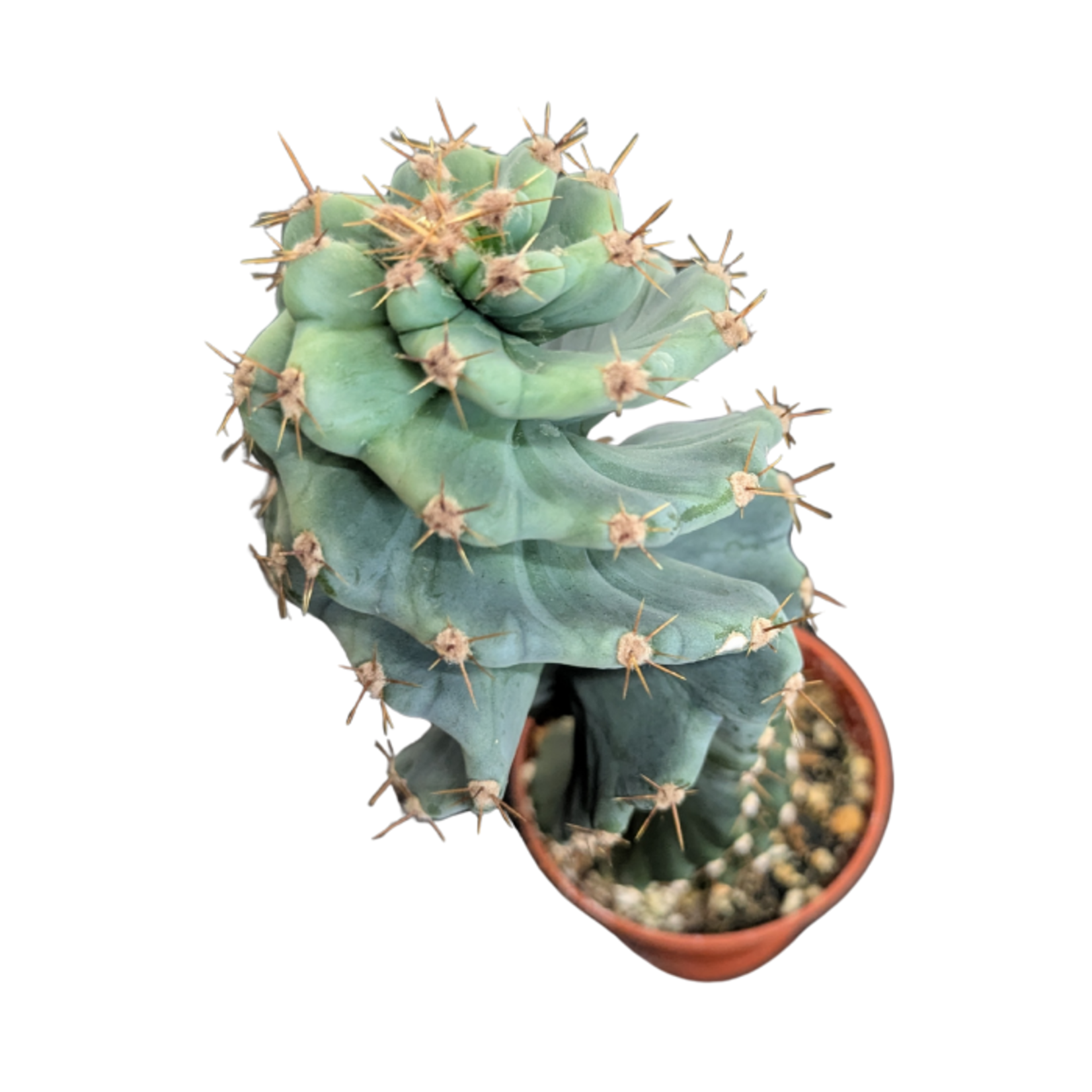 Cereus forbesii 'Spiralis' Spiral Cactus