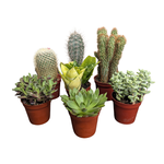 Succulent/Cactus Assorted in 3.25"Ø Pot