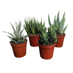 Aloe/Haworthia Assortment in 3.25"Ø Pot