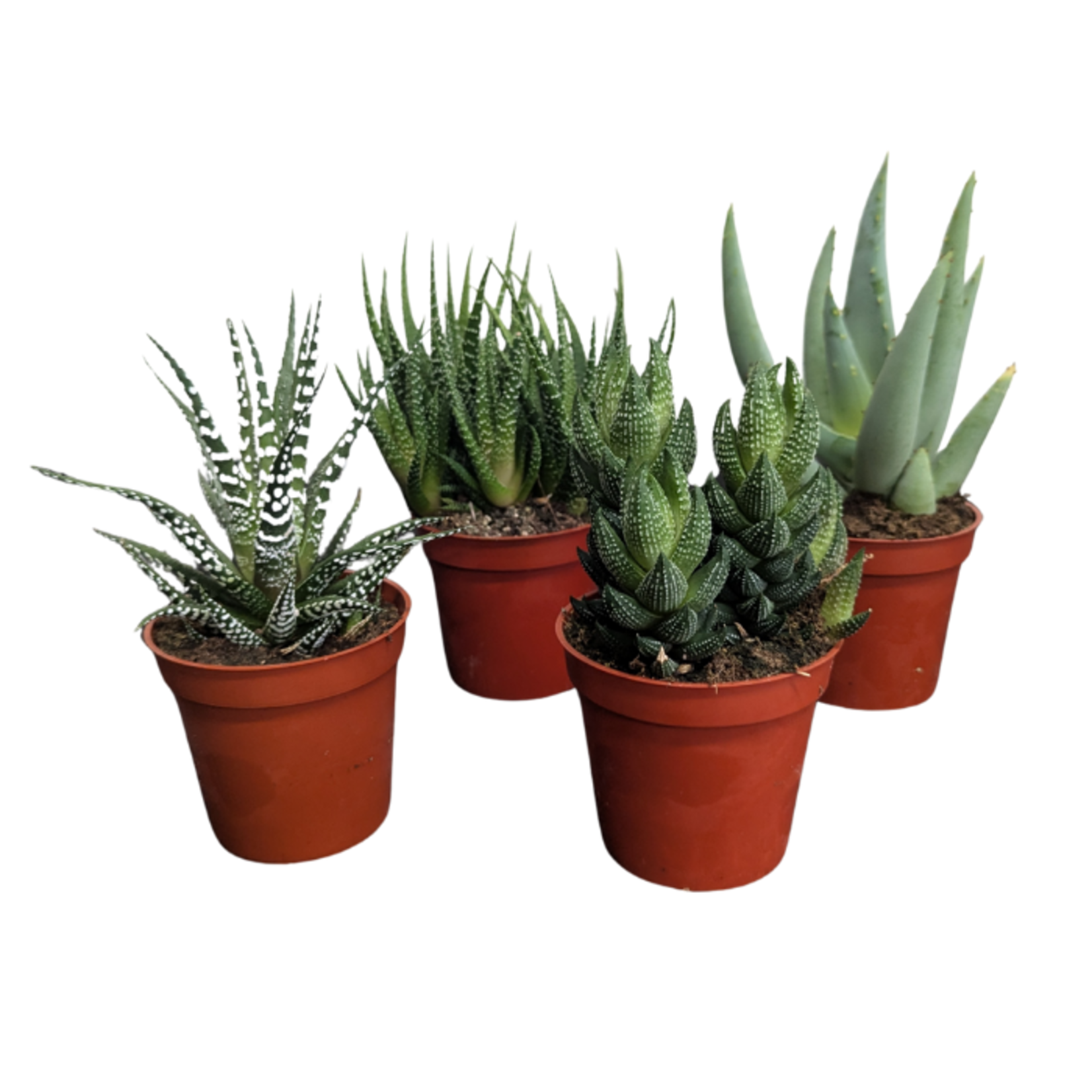 Aloe/Haworthia Assortment 3.25"Ø patterned minis
