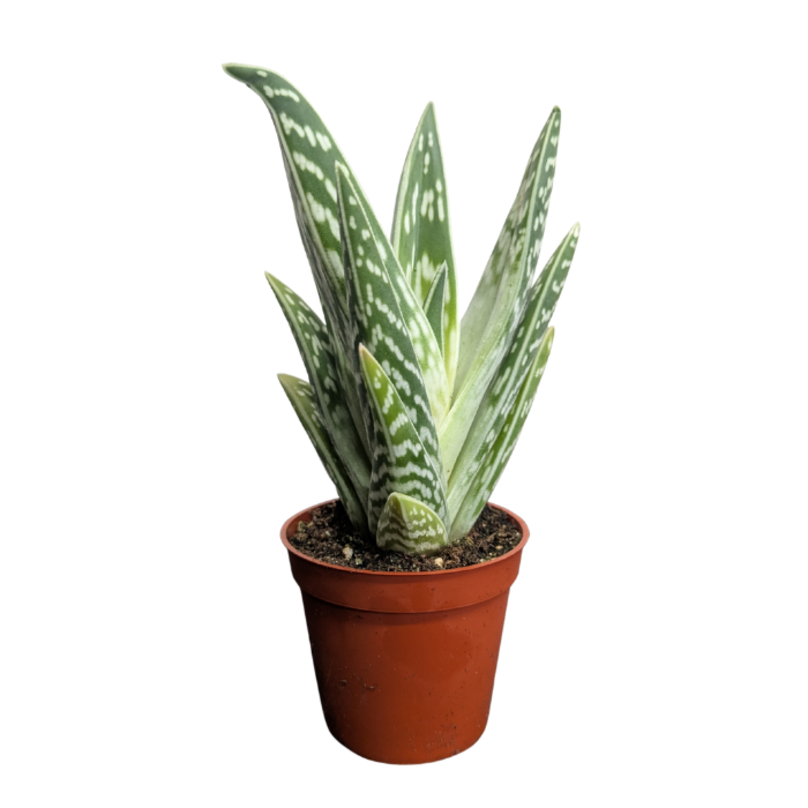 Gonialoe variegata Pheasant's Breast Aloe 3.25"Ø
