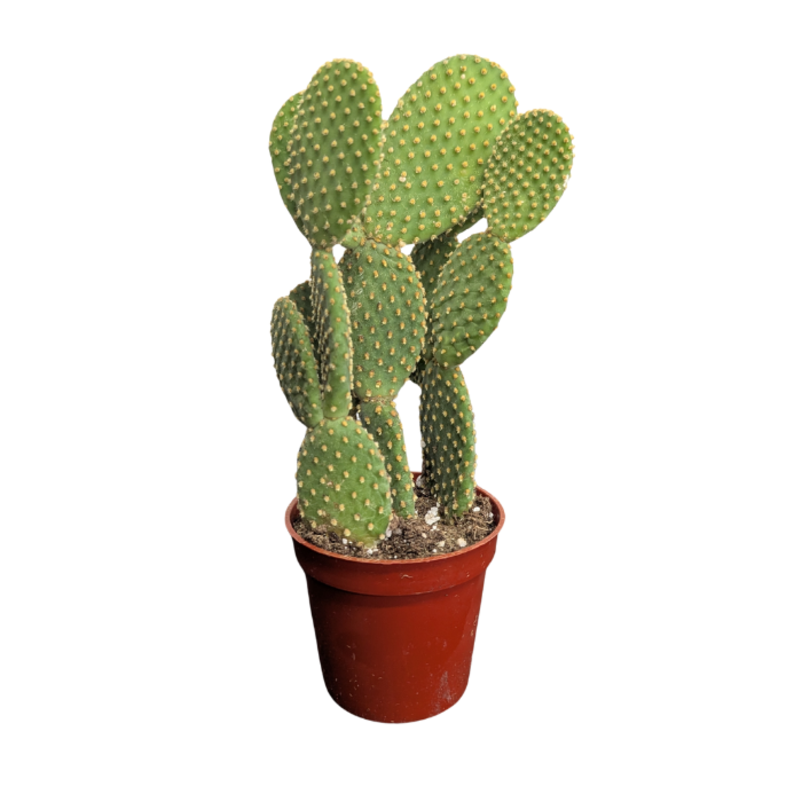 Opuntia sp. Bunny Ears Cactus 3.25"Ø pads