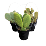 Prickly Pear Cactus Collection in 3.5"Ø Pot