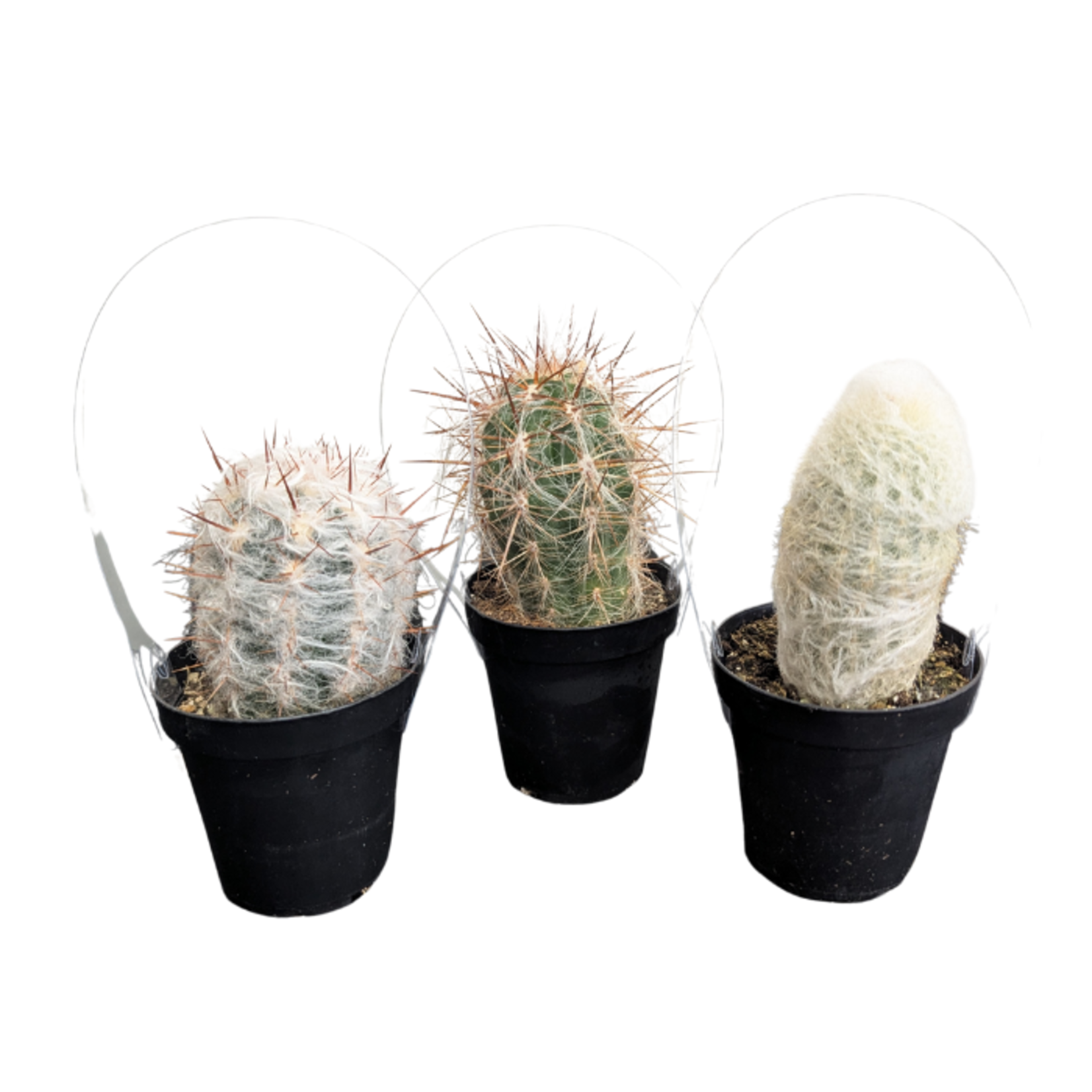 Old Man Cactus Assortment 3.5"Ø fuzzy white hair cactus