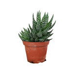 Haworthia fasciata Zebra Plant